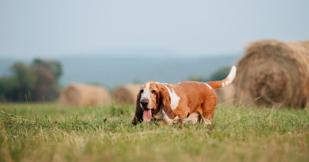 Vermisster Hund nach Abenteuer im Maisfeld aus Bach gerettet