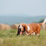 Vermisster Hund nach Abenteuer im Maisfeld aus Bach gerettet
