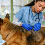 Hautasthenie bei Hunden: Symptome, Ursachen und Behandlungen