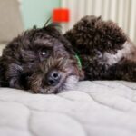Hundehaare aus Ihrem Bett entfernen
