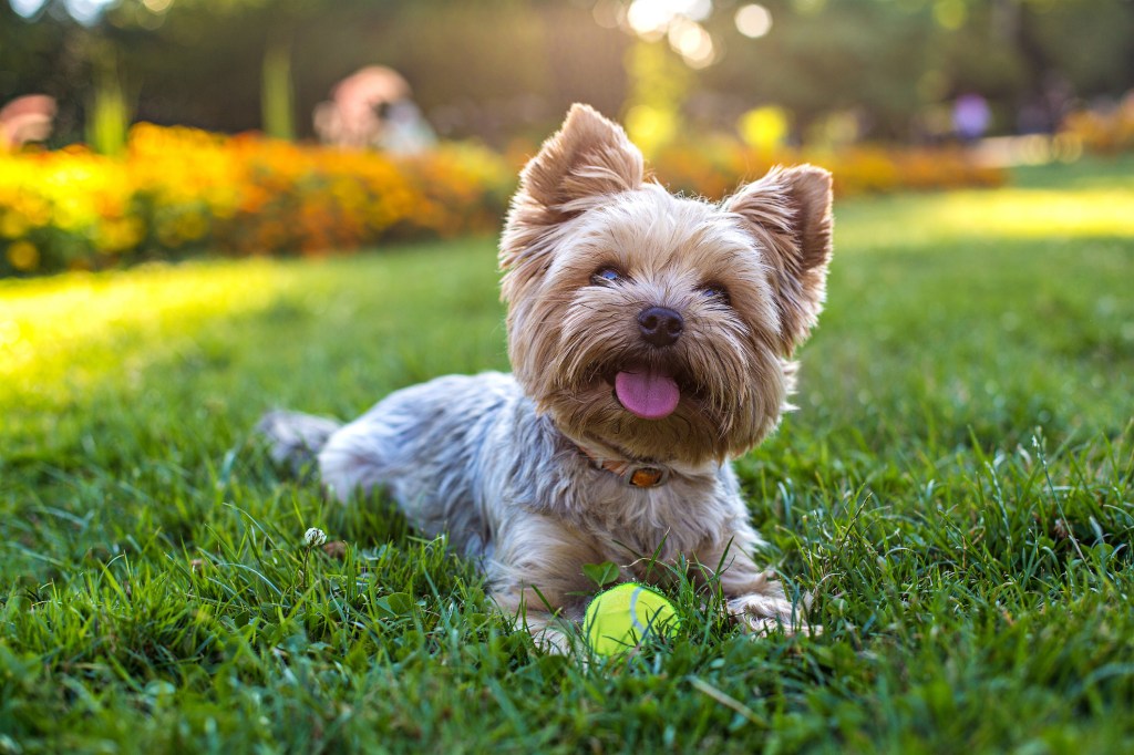 Yorkshire-Terrier-Hund spielt mit einem Ball auf Gras
