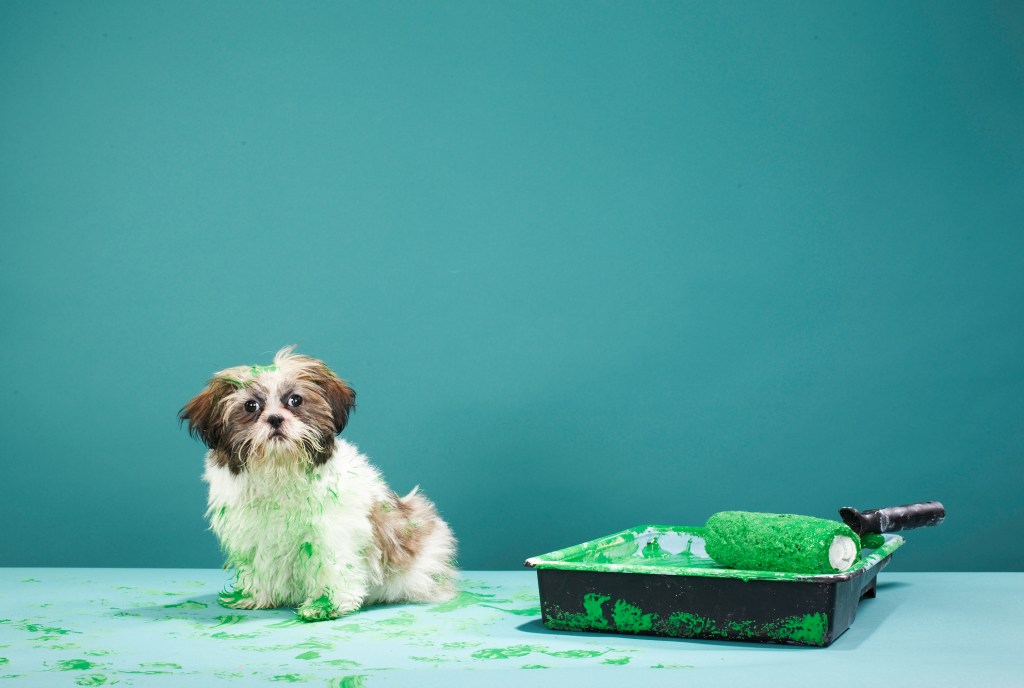 Welpe aus der Farbwanne mit grüner Farbe überzogen, was bei Hunden zu einer Erdölproduktvergiftung führen kann.