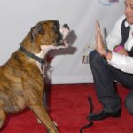 Promi-Hundetrainer nutzt Hund, um Kindern Freundlichkeit beizubringen
