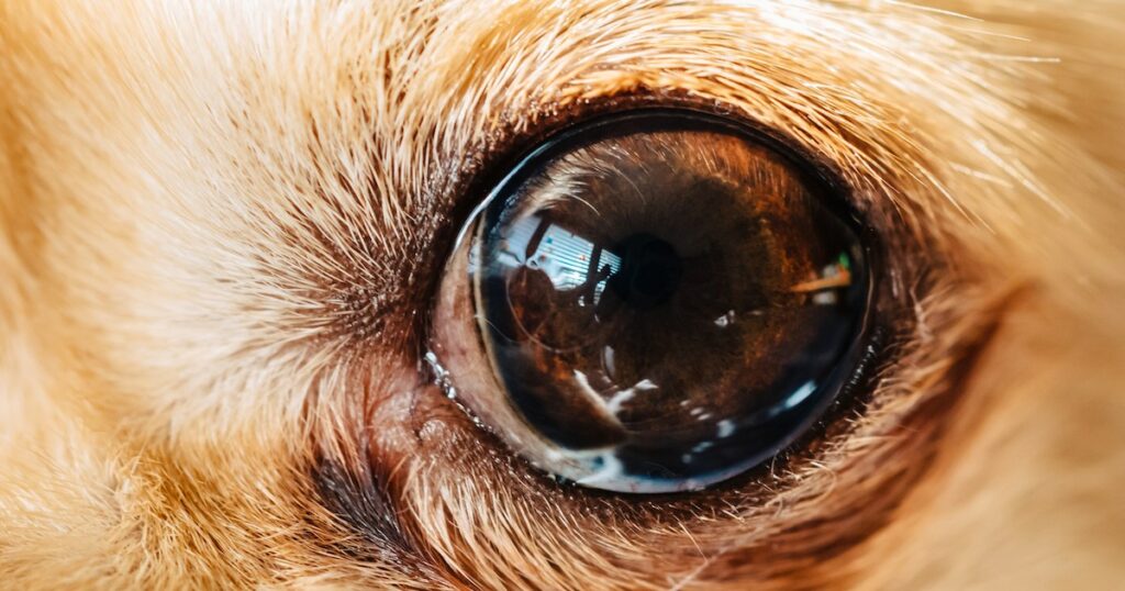 Persistente Pupillenmembranen (PPM) bei Hunden: Symptome, Ursachen und Behandlungen