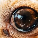 Persistente Pupillenmembranen (PPM) bei Hunden: Symptome, Ursachen und Behandlungen