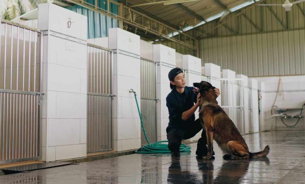 Ein asiatisch-chinesischer Hundetrainer führt in seiner Hundepension eine Routinekontrolle durch
