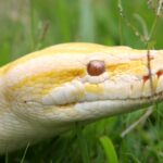 Cape Coral Dog trifft im Hinterhof auf Python