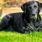 Delaware Shelter Dog wird nach 1.007 Tagen endlich adoptiert