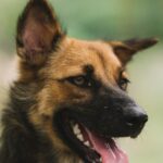 Detroiter Hund positiv auf Tollwut getestet