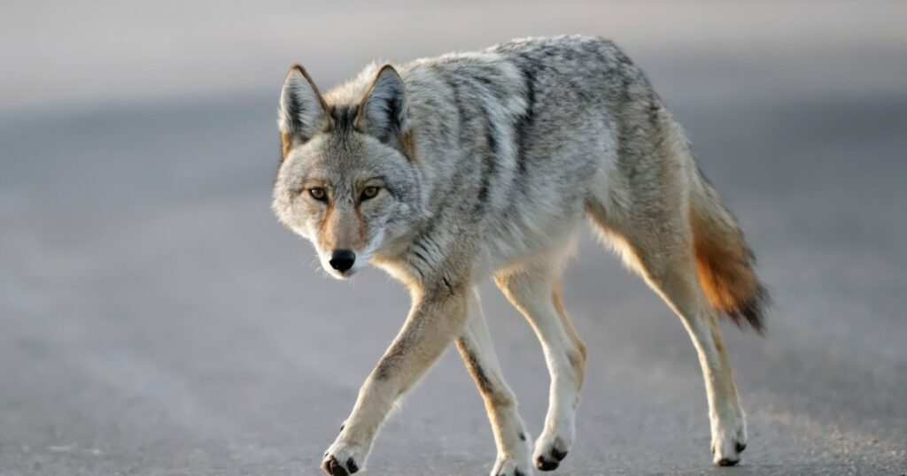 Ein Rudel Kojoten greift den Garten der Hundefamilie tödlich an