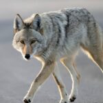 Ein Rudel Kojoten greift den Garten der Hundefamilie tödlich an