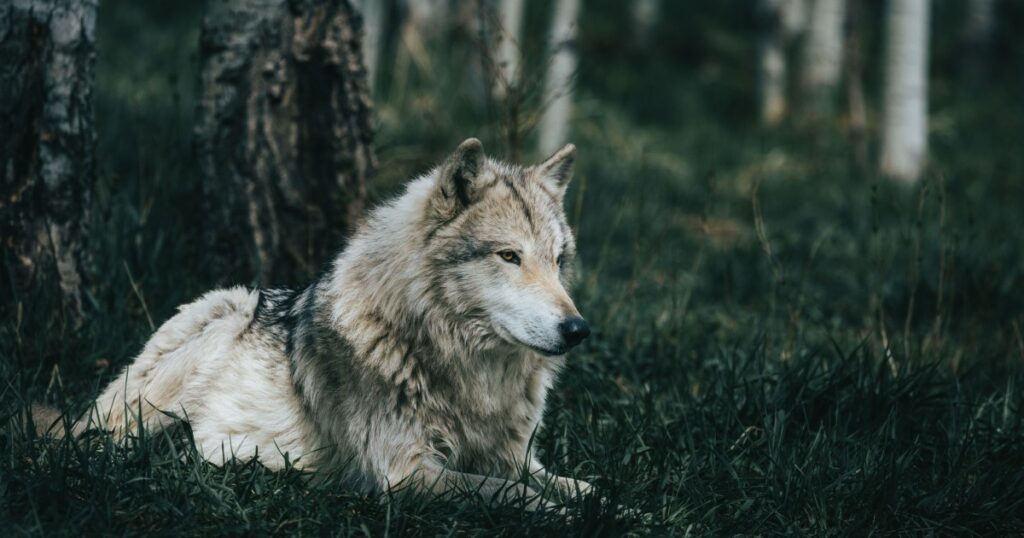 Entflohener Wolf-Hund-Hybrid gefangen genommen und nach Hause zurückgekehrt