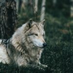 Entflohener Wolf-Hund-Hybrid gefangen genommen und nach Hause zurückgekehrt