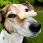 Fortgeschrittene Tricks, die Sie Ihrem Hund beibringen können