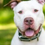 Gehörloser Pitbull zum ASPCA-Hund des Jahres ernannt