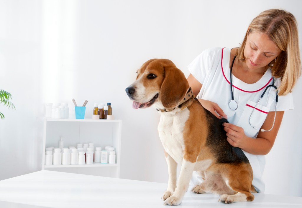 Ein Beagle-Hund wird auf kutane Asthenie (auch Ehlers-Danlos-Syndrom genannt) untersucht.