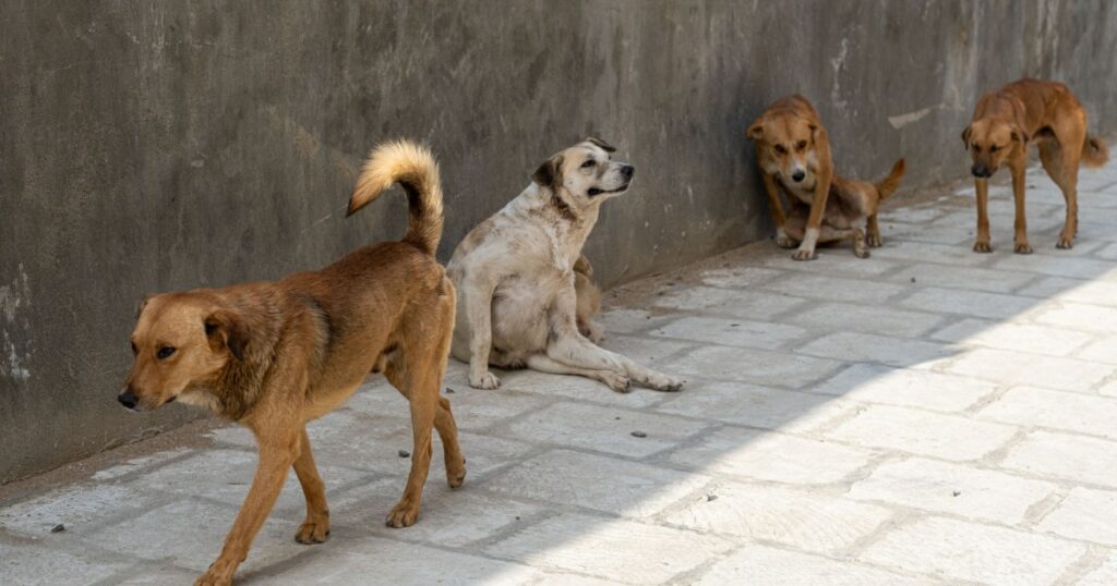 Hunde beim Fressen menschlicher Überreste in mexikanischem Massengrab gesehen