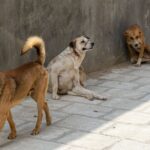 Hunde beim Fressen menschlicher Überreste in mexikanischem Massengrab gesehen