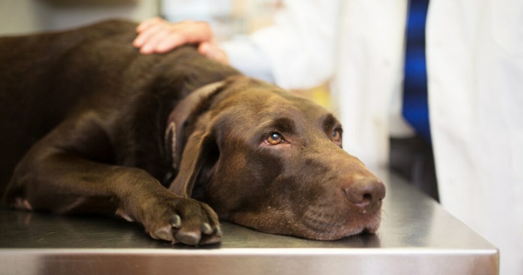 Hunde in Oregon von mysteriöser Atemwegserkrankung betroffen
