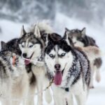 Hundeschlittenfahrt Krabloonik möchte vor der letzten Saison über 100 Hunde unterbringen