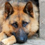 Hundetrainer wird wegen vermisster Hunde angeklagt