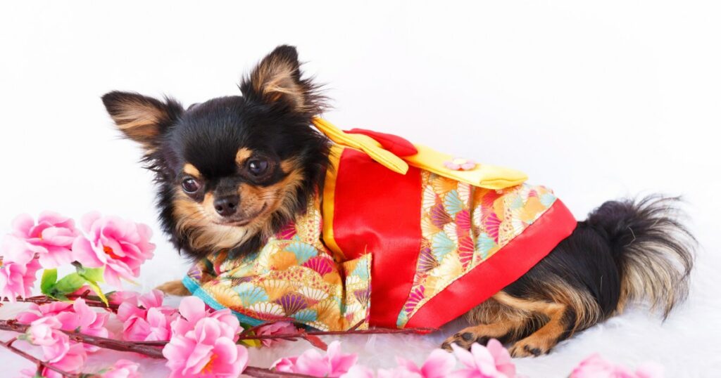 In Kimonos gekleidete Hunde erhalten in Japan besondere Segnungen