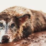 Kranke Hunde allein in schmutzigem Haus gefunden