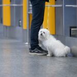 Mann wegen Aussetzens eines Hundes am Flughafen Pittsburgh angeklagt