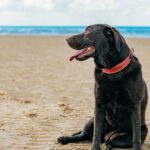 Mutter aus San Diego wird nach Ausflug zum Dog Beach vermisst