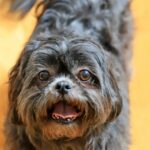 Nachbarn helfen, vermissten Hund aus South Tampa nach Hause zu bringen