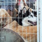 Pedigree startet kostenloses Hundeadoptionsprogramm
