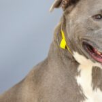 Pennsylvania-Schutzhund nach 7 Jahren adoptiert