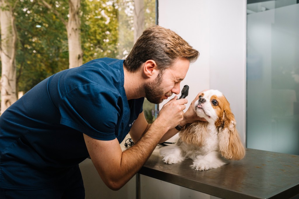 Ein Hund wird auf Anzeichen einer persistierenden Pupillenmembran (PPM) untersucht.