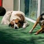 Schwere Krankheit tötet 3 Hunde im San Diego Shelter