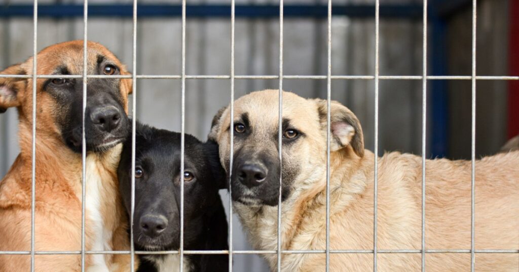 Sterbehilferaten steigen, da die Adoption von Hunden zurückgeht
