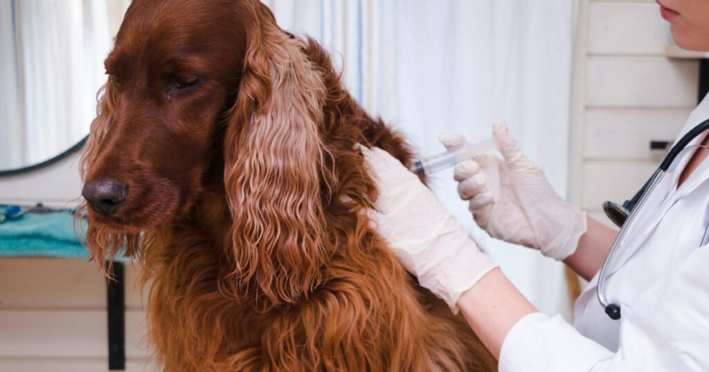 Studie zeigt die Zurückhaltung von Hundebesitzern gegenüber Tollwutimpfung