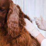 Studie zeigt die Zurückhaltung von Hundebesitzern gegenüber Tollwutimpfung