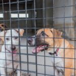 Südkoreanische Landwirte protestieren gegen Hundefleischverbot