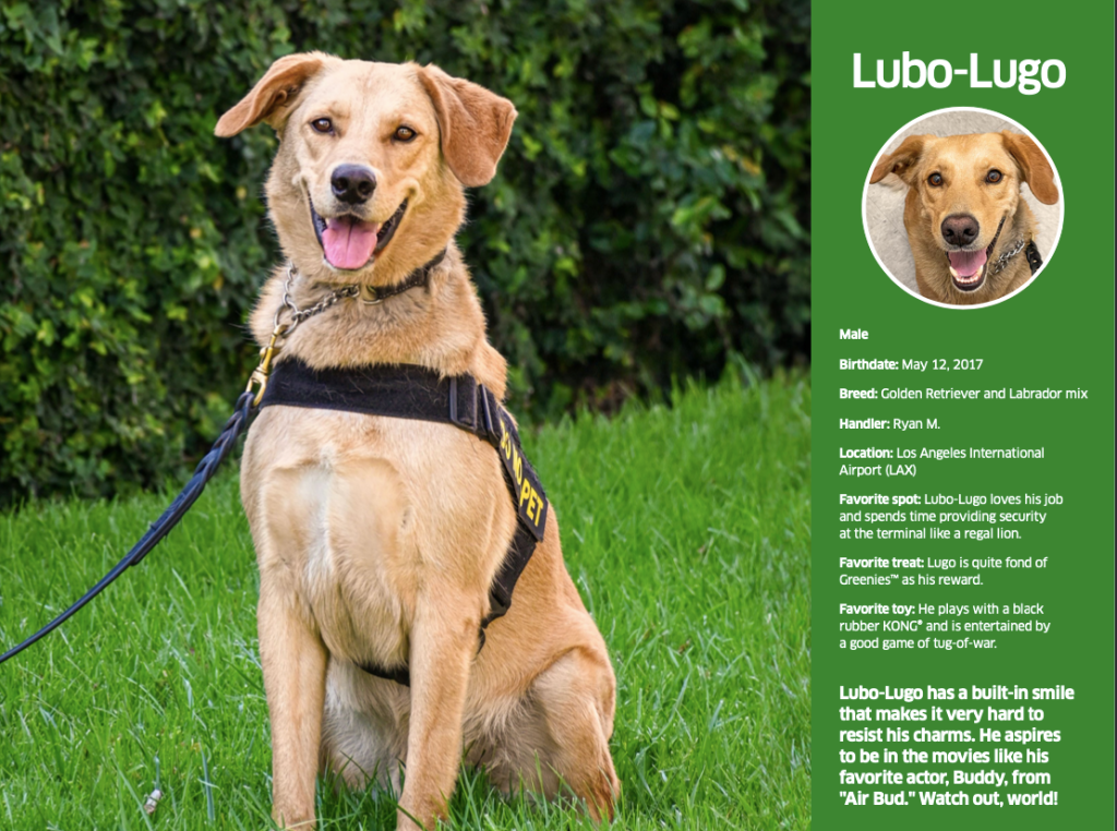 Der TSA-Hundekalender 2024 ist auf der Juni-Seite des Lubo-Lugo-Hundekalenders zu finden