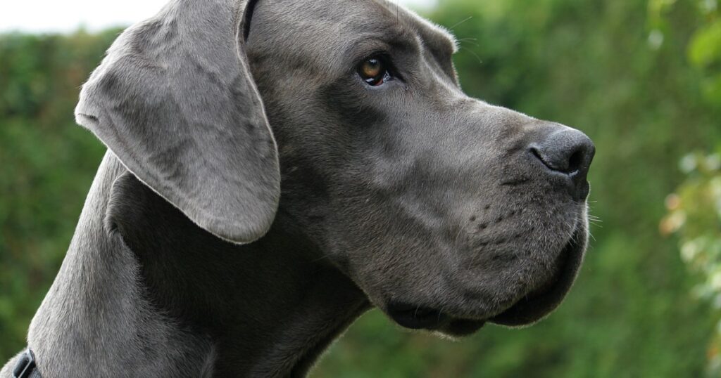 Therapiehund der Deutschen Dogge zum „Heldenhund“ gekrönt