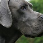 Therapiehund der Deutschen Dogge zum „Heldenhund“ gekrönt