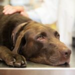 Tierärzte warnen vor mysteriösen Krankheiten, die bei Hunden zum Tod führen