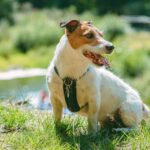 Treuer Hund mit Leiche eines vermissten Colorado-Wanderers gefunden