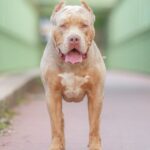 Vereinigtes Königreich verbietet amerikanische Bully-Hunderasse