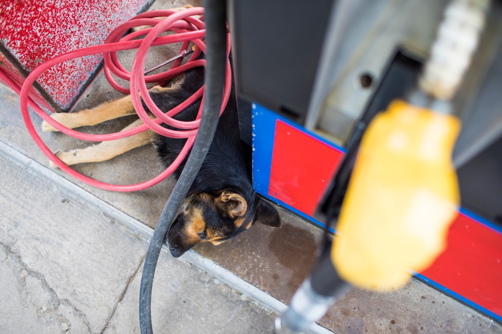 Von oben zeigt ein Hund, der an einer Tankstelle schläft, unter einer Pumpe und einem Spiralschlauch, wie Hunde eine Erdölproduktvergiftung bekommen.