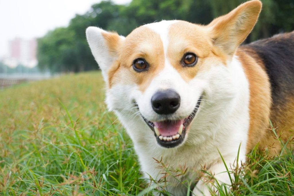 Glücklicher Pembroke-Walisercorgi-Hund in Nahaufnahme