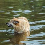 Wisconsin-Hund aus Fluss gerettet