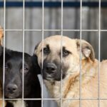 Wohltätigkeitsorganisation rettet über 400 Hunde aus Chinas Fleischhandel
