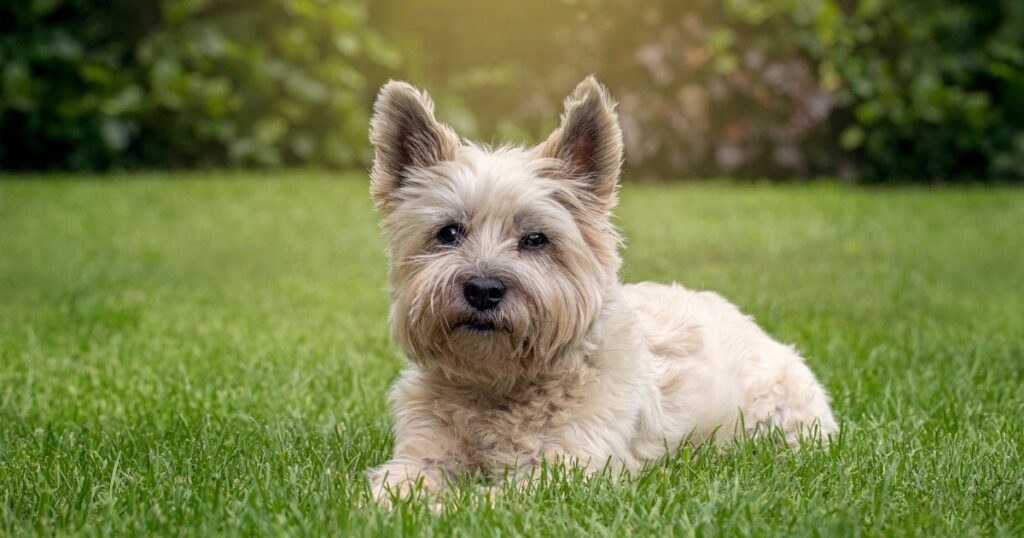 Ehemaliger Welpe aus Tierheim zum „süßesten Rettungshund“ gewählt
