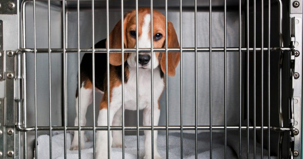 Gouverneur Whitmer verbietet Euthanasie von Hunden und Katzen in Forschungslabors